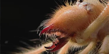 1-metreye-kadar-ziplayip-koca-bir-et-parcasi-15077794_7890_amp