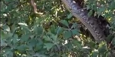 ELAZIĞ'DA 4 METRELİK DEVASA YILANI GÖRENLER GÖZLERİNE İNANAMADI