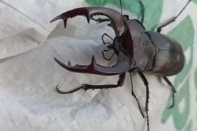 Kırmızı listede yer alıyor, Elazığ'da görüntülendi