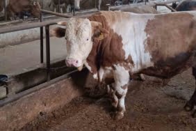 Bu kurbanlığın benzeri çok az, bin 850 kiloluk ‘Paşa’ yeni sahibini bekliyor bu-kurbanligin-benzeri-cok-az-bin-850-kiloluk-pasa-yeni-sahibini-bekliyor-QgXOhjm6.jpg