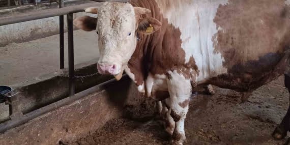 Bu kurbanlığın benzeri çok az, bin 850 kiloluk ‘Paşa’ yeni sahibini bekliyor Bu kurbanlığın benzeri çok az, bin 850 kiloluk ‘Paşa’ yeni sahibini bekliyor