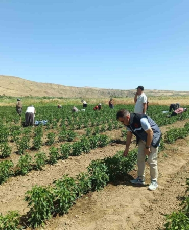 elazigda-40-dekarlik-alanda-sebze-hasadi-d6eC4ryF.jpg