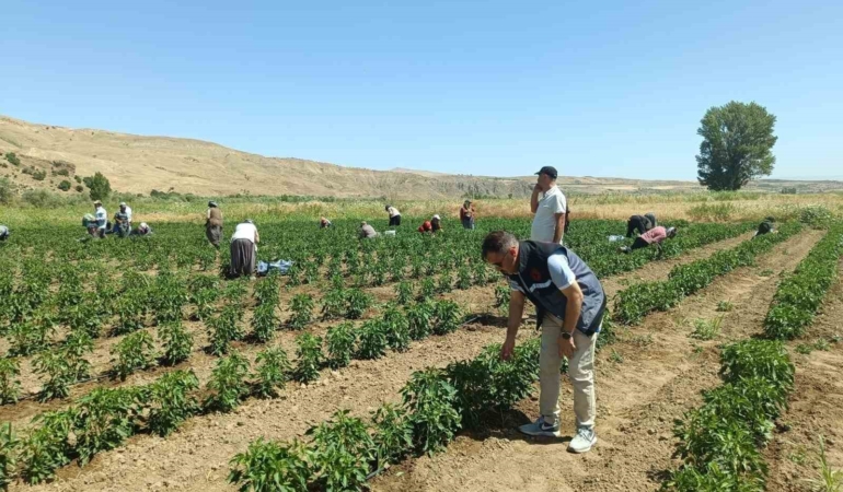 elazigda-40-dekarlik-alanda-sebze-hasadi-d6eC4ryF.jpg