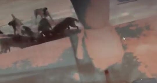 Elazığ’da başıboş sokak köpekleri kediyi parçaladı Elazığ’da başıboş sokak köpekleri kediyi parçaladı