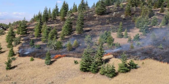 Elazığ’da ormanlık alanda yangın: Ekipler hemen müdahale etti (VİDEO)