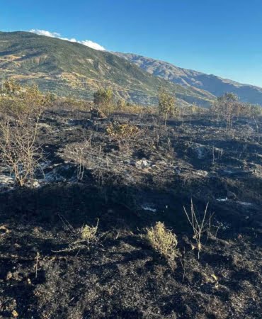elazigda-yangin-4-kisi-yaralandi-yuzlerce-kayisi-agaci-yandi-6Fcf8MUV.jpg