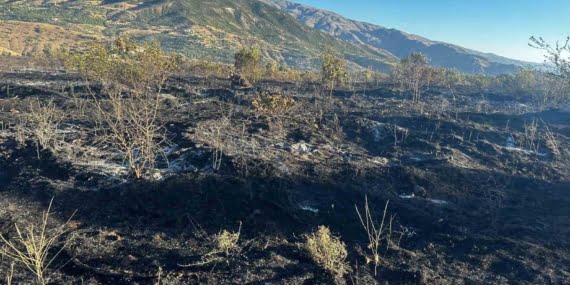 Elazığ’da yangın: 4 kişi yaralandı, yüzlerce kayısı ağacı yandı