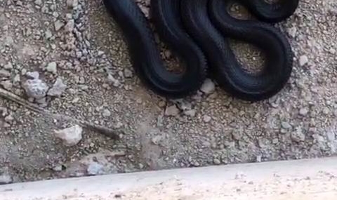 Elazığ’ın Gezin Bölgesinde İnşaat Alanında Yılan Paniği Elazığ’ın Gezin Bölgesinde İnşaat Alanında Yılan Paniği