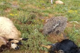 koyun-surusune-yildirim-isabet-etti-23-kucukbas-hayvan-telef-oldu-ZlrDhUBD.jpg