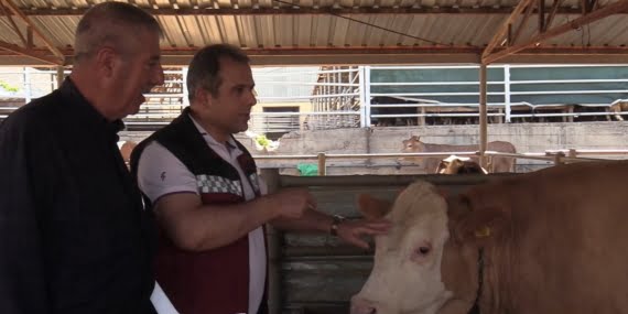 Kurban Bayramı öncesi hayvan pazarında denetim Kurban Bayramı öncesi hayvan pazarında denetim
