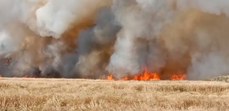 mardindeki-yanginlarda-bin-700-donumun-uzerinde-bugday-tarlasi-kule-dondu-tH96GlHt.jpg
