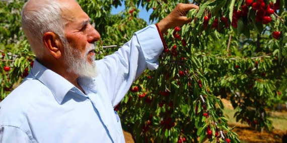 Medeniyetler beşiği 5 bin yıllık Harput’ta erken kiraz hasadı Medeniyetler beşiği 5 bin yıllık Harput’ta erken kiraz hasadı