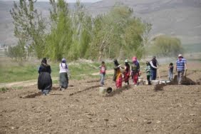 mevsimlik-tarim-calisanlari-tarlalarda-riziklarini-cikariyor-H7NMmHIi.jpg