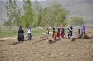 mevsimlik-tarim-calisanlari-tarlalarda-riziklarini-cikariyor-H7NMmHIi.jpg