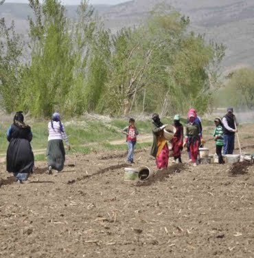 mevsimlik-tarim-calisanlari-tarlalarda-riziklarini-cikariyor-H7NMmHIi.jpg