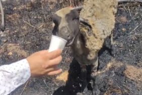 Yangında yürek burkan görüntü yanginda-yurek-burkan-goruntu-wUpHsapD.jpg