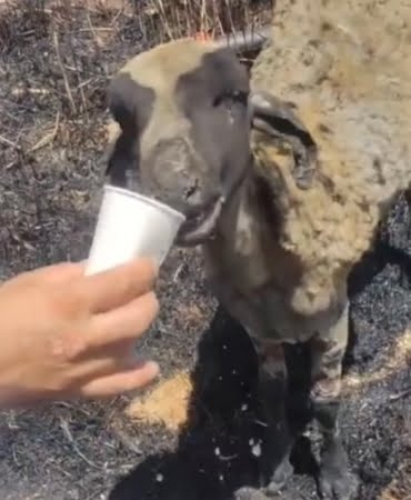 Yangında yürek burkan görüntü yanginda-yurek-burkan-goruntu-wUpHsapD.jpg