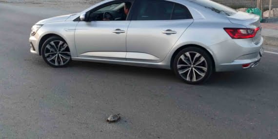 Yetkililer Vangölü kıyı yolundaki kaplumbağa vefatları ile ilgili harekete geçti Yetkililer Vangölü kıyı yolundaki kaplumbağa vefatları ile ilgili harekete geçti