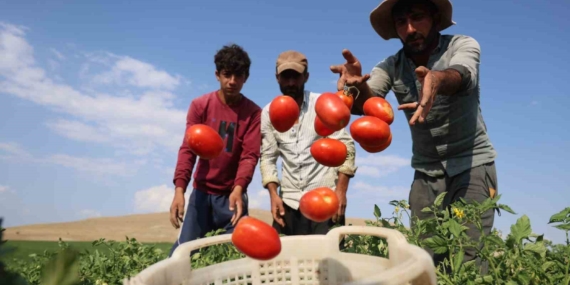3 Bin Dönüme Domates Eken Üretici Vatandaşlara Seslendi: ’’Gelin Tarladan 8 Liraya Alın’’ 3 Bin Dönüme Domates Eken Üretici Vatandaşlara Seslendi: ’’Gelin Tarladan 8 Liraya Alın’’