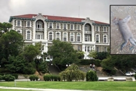 bogazici-universitesinde-basi-kesilmis-halde-yavru-kedi-bulundu-pPv8Yvuv.jpg