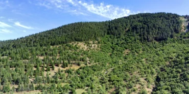 elazig-orman-MCLh_cover