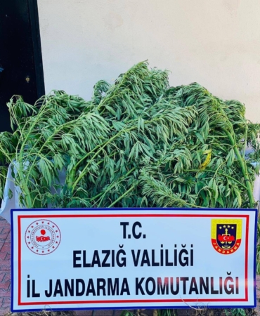 elazigda-112-kok-kenevir-ele-gecirildi-K1tr7gzt.jpg
