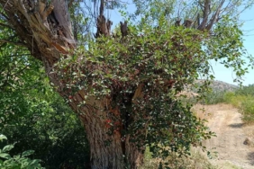elazigda-asirlik-sogut-agacinin-kokunden-cikan-visne-agaci-gorenleri-sasirtti-zEzpydDG.jpg