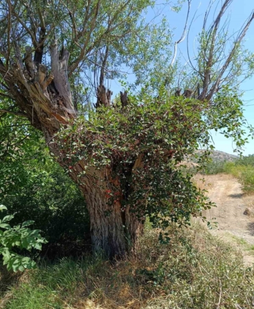 elazigda-asirlik-sogut-agacinin-kokunden-cikan-visne-agaci-gorenleri-sasirtti-zEzpydDG.jpg