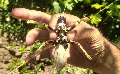 Elazığ’da dev etçil çekirge görüntülendi