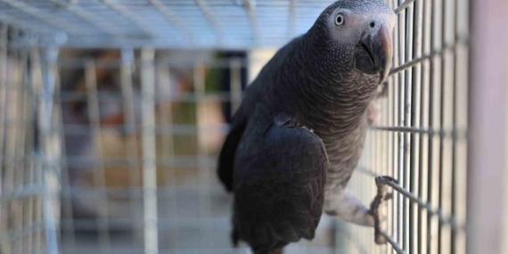 Elazığ’da 'Kübra' diye seslenen papağan, ekipler arafından koruma altına alındı Elazığ’da ‘Kübra’ diye seslenen papağan, ekipler arafından koruma altına alındı