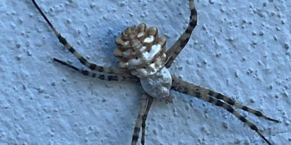 Elazığ'ın Baskil İlçesinde Nadir Görülen 'Argiope Lobata' Örümceği Keşfedildi Elazığ’ın Baskil İlçesinde Nadir Görülen ‘Argiope Lobata’ Örümceği Keşfedildi