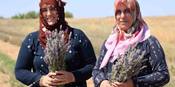 Elazığ'ın Pelte Köyünde Gelin ve Görümce, Lavanta Üretimiyle Ekonomik Kazanç Sağlıyor Elazığ’ın Pelte Köyünde Gelin ve Görümce, Lavanta Üretimiyle Ekonomik Kazanç Sağlıyor