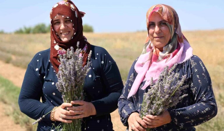 elazigin-pelte-koyunde-gelin-ve-gorumce-lavanta-uretimiyle-ekonomik-kazanc-sagliyor-d7j1li6a.jpg
