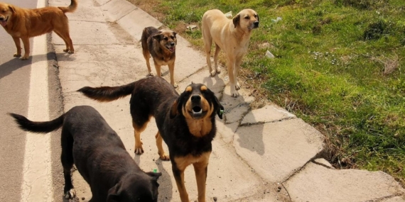 Sokak Köpekleri Uyutulacak mı? Ötenazi Ne Demek? Sokak Hayvanları Yasası Son Durum