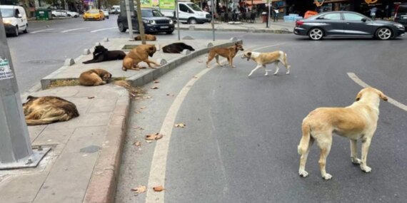 Sokak Köpeklerine Yönelik Yasa Tasarısından "Ötanazi" İfadesi Çıkartılıyor Sokak Köpeklerine Yönelik Yasa Tasarısından “Ötanazi” İfadesi Çıkartılıyor