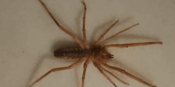Uzmanlar “et yiyen sarı kız örümceğini öldürmeyin” uyarısı yaptı