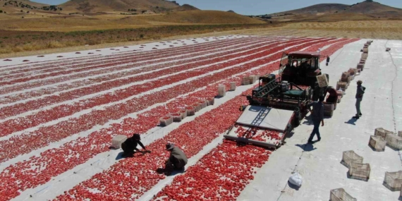 Elazığ'da Domates Hasadı Başladı, Hedef 20 Bin Ton Elazığ’da Domates Hasadı Başladı, Hedef 20 Bin Ton