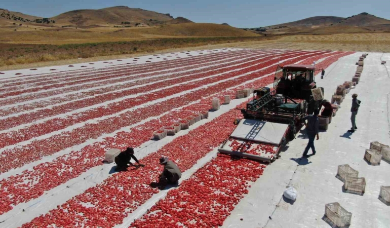 dunya-sofralarini-elazig-susluyor-tonlarca-domates-ihrac-ediliyor-PhrOq1xt.jpg