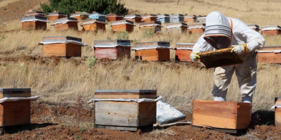Elazığ Arı Yetiştiricileri Birliği, Birinci Derecede Tarımsal Örgüt Unvanını Kazandı Elazığ Arı Yetiştiricileri Birliği, Birinci Derecede Tarımsal Örgüt Unvanını Kazandı