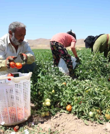 elazigda-3-bin-donum-domates-tarlasinda-kavurucu-sicak-altinda-ekmek-mucadelesi-94XYAcfV.jpg