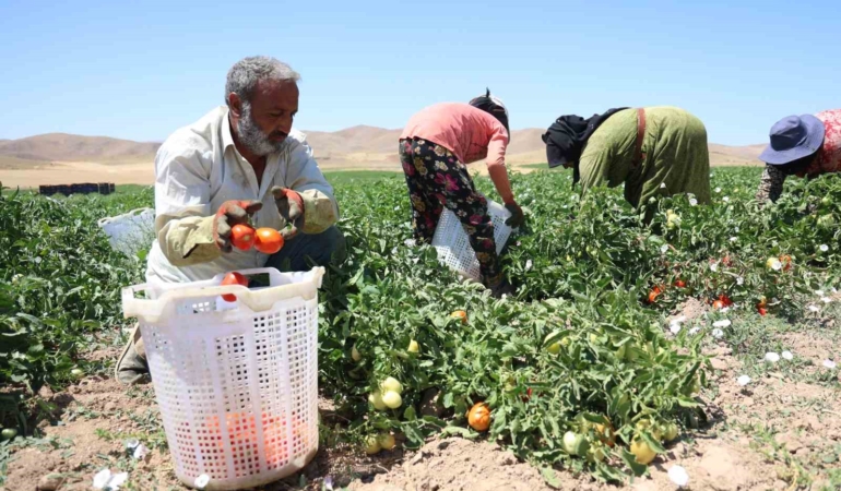 elazigda-3-bin-donum-domates-tarlasinda-kavurucu-sicak-altinda-ekmek-mucadelesi-94XYAcfV.jpg