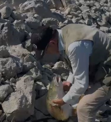 elazigda-35-kilo-dev-turna-baligi-yakalama-cabasi-gulumsetti-aVLe2rfX.jpg