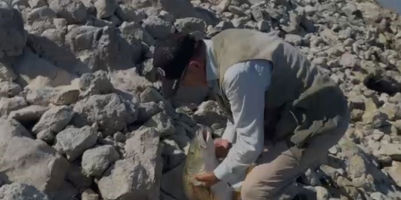 Elazığ’da 35 Kilo Dev Turna Balığı Yakalama Çabası Gülümsetti Elazığ’da 35 Kilo Dev Turna Balığı Yakalama Çabası Gülümsetti