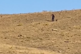 elazigda-basibos-sokak-kopekleri-kontrol-altina-aliniyor-BeFMlgdM.jpg