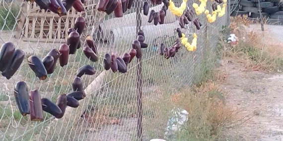 Elazığ’da Kışlık Kurutmalık Sebze Sezonu Başladı Elazığ’da Kışlık Kurutmalık Sebze Sezonu Başladı