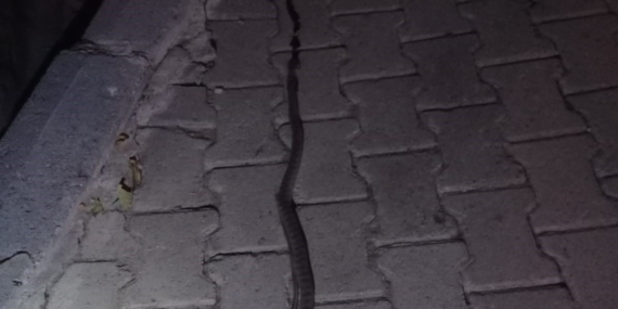 Elazığ'da Bir Evin Lavabosuna Giren 2 Metrelik Yılan Korkuttu Elazığ’da Bir Evin Lavabosuna Giren 2 Metrelik Yılan Korkuttu