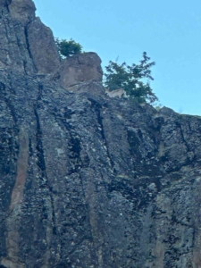 elazigda-nesli-tehlike-altinda-olan-dag-kecileri-goruntulendi-m4hYa3qm.jpg