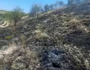 Elazığ Baskil’de Yangın Çıktı: Ağaçlar Kül Oldu Elazığ Baskil’de Yangın Çıktı: Ağaçlar Kül Oldu