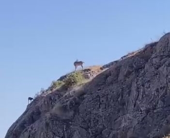Elazığ’da Nesli Tehlikede Olan Dağ Keçileri Harput'ta Görüntülendi Elazığ’da Nesli Tehlikede Olan Dağ Keçileri Harput’ta Görüntülendi