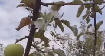 dallarinda-meyvesi-olan-agac-tekrar-cicek-acti-cayx7UMl.jpg